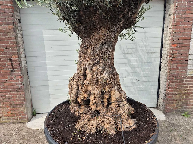Olijfboom - olea europaea - 100 jaar oud - hoogte ca. 250 cm - afbeelding 2 van  7