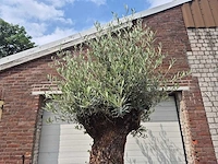 Olijfboom - olea europaea - 100 jaar oud - hoogte ca. 250 cm - afbeelding 3 van  7