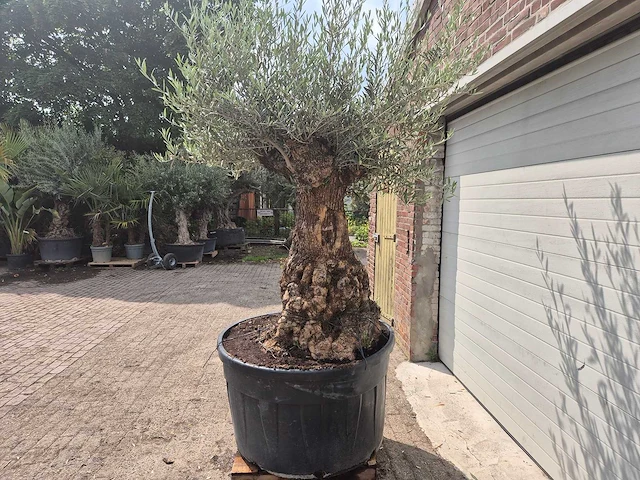 Olijfboom - olea europaea - 100 jaar oud - hoogte ca. 250 cm - afbeelding 4 van  7