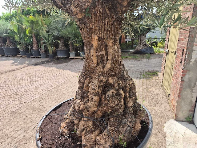 Olijfboom - olea europaea - 100 jaar oud - hoogte ca. 250 cm - afbeelding 5 van  7