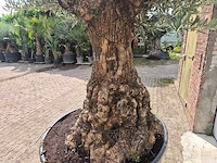 Olijfboom - olea europaea - 100 jaar oud - hoogte ca. 250 cm - afbeelding 5 van  7