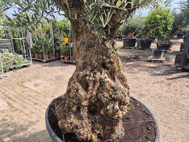 Olijfboom - olea europaea - 100 jaar oud - hoogte ca. 250 cm - afbeelding 6 van  7
