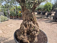 Olijfboom - olea europaea - 100 jaar oud - hoogte ca. 250 cm - afbeelding 6 van  7