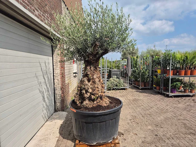 Olijfboom - olea europaea - 100 jaar oud - hoogte ca. 250 cm - afbeelding 7 van  7
