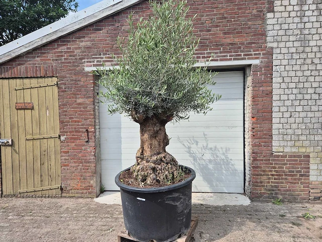 Olijfboom - olea europaea - 100 jaar oud - hoogte ca. 250 cm - afbeelding 1 van  6