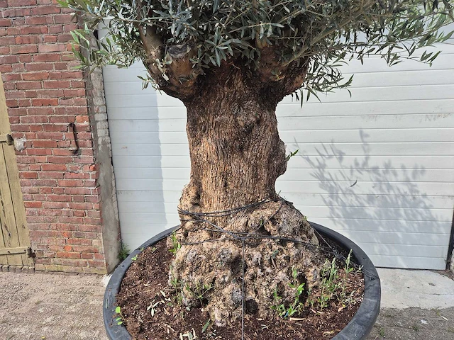Olijfboom - olea europaea - 100 jaar oud - hoogte ca. 250 cm - afbeelding 2 van  6