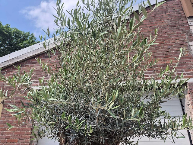 Olijfboom - olea europaea - 100 jaar oud - hoogte ca. 250 cm - afbeelding 3 van  6