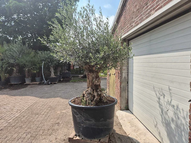 Olijfboom - olea europaea - 100 jaar oud - hoogte ca. 250 cm - afbeelding 4 van  6