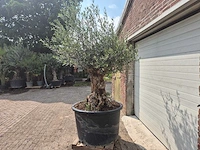 Olijfboom - olea europaea - 100 jaar oud - hoogte ca. 250 cm - afbeelding 4 van  6
