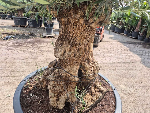 Olijfboom - olea europaea - 100 jaar oud - hoogte ca. 250 cm - afbeelding 5 van  6