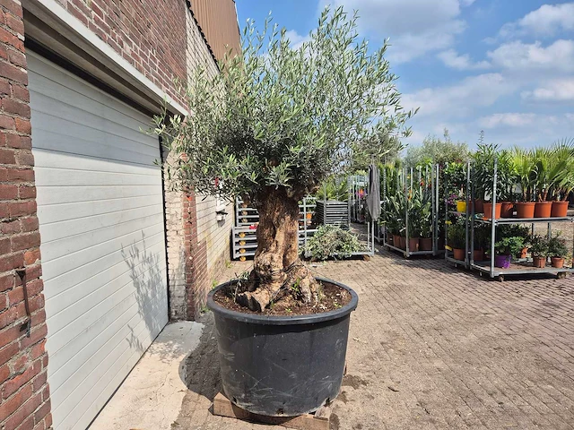 Olijfboom - olea europaea - 100 jaar oud - hoogte ca. 250 cm - afbeelding 6 van  6