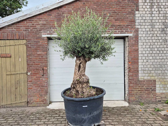 Olijfboom - olea europaea - 100 jaar oud - hoogte ca. 250 cm - afbeelding 1 van  7