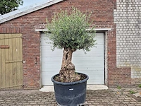 Olijfboom - olea europaea - 100 jaar oud - hoogte ca. 250 cm - afbeelding 1 van  7