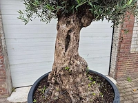 Olijfboom - olea europaea - 100 jaar oud - hoogte ca. 250 cm - afbeelding 2 van  7