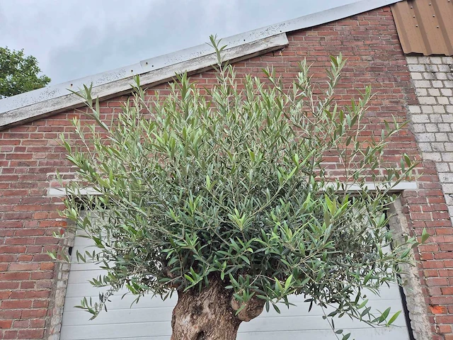 Olijfboom - olea europaea - 100 jaar oud - hoogte ca. 250 cm - afbeelding 3 van  7