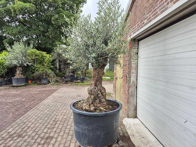 Olijfboom - olea europaea - 100 jaar oud - hoogte ca. 250 cm - afbeelding 4 van  7