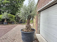 Olijfboom - olea europaea - 100 jaar oud - hoogte ca. 250 cm - afbeelding 4 van  7