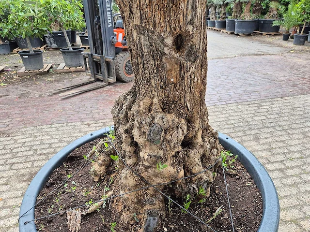 Olijfboom - olea europaea - 100 jaar oud - hoogte ca. 250 cm - afbeelding 5 van  7