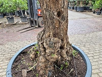 Olijfboom - olea europaea - 100 jaar oud - hoogte ca. 250 cm - afbeelding 5 van  7