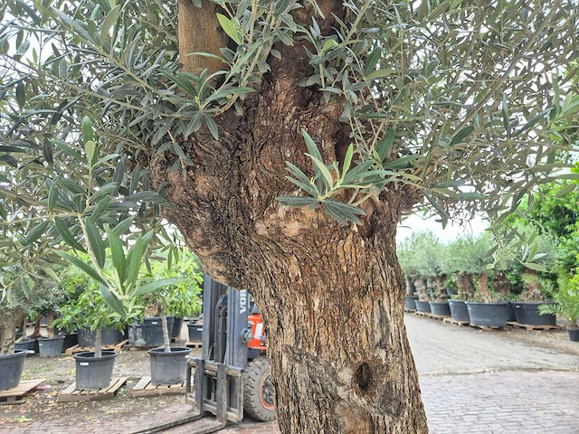 Olijfboom - olea europaea - 100 jaar oud - hoogte ca. 250 cm - afbeelding 6 van  7