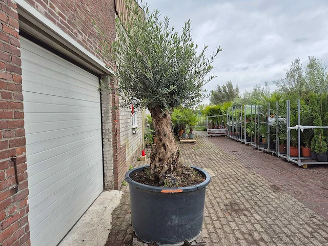 Olijfboom - olea europaea - 100 jaar oud - hoogte ca. 250 cm - afbeelding 7 van  7