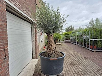 Olijfboom - olea europaea - 100 jaar oud - hoogte ca. 250 cm - afbeelding 7 van  7