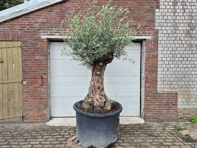 Olijfboom - olea europaea - 100 jaar oud - hoogte ca. 250 cm - afbeelding 1 van  7