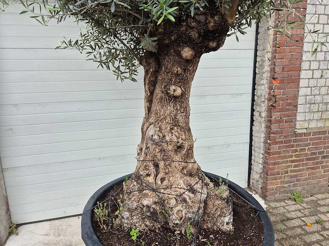 Olijfboom - olea europaea - 100 jaar oud - hoogte ca. 250 cm - afbeelding 2 van  7