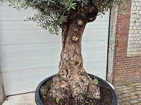 Olijfboom - olea europaea - 100 jaar oud - hoogte ca. 250 cm - afbeelding 2 van  7