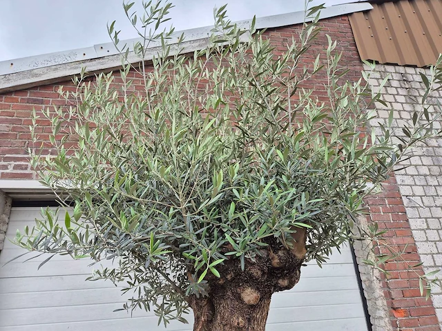Olijfboom - olea europaea - 100 jaar oud - hoogte ca. 250 cm - afbeelding 3 van  7