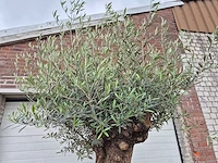 Olijfboom - olea europaea - 100 jaar oud - hoogte ca. 250 cm - afbeelding 3 van  7