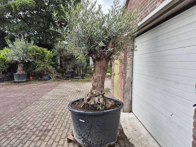 Olijfboom - olea europaea - 100 jaar oud - hoogte ca. 250 cm - afbeelding 4 van  7