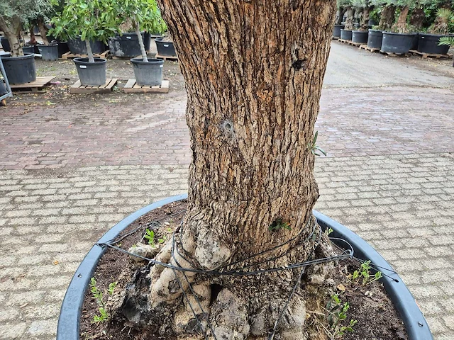 Olijfboom - olea europaea - 100 jaar oud - hoogte ca. 250 cm - afbeelding 5 van  7