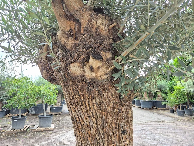 Olijfboom - olea europaea - 100 jaar oud - hoogte ca. 250 cm - afbeelding 6 van  7