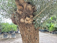 Olijfboom - olea europaea - 100 jaar oud - hoogte ca. 250 cm - afbeelding 6 van  7