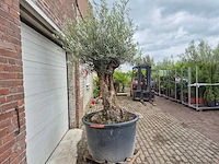 Olijfboom - olea europaea - 100 jaar oud - hoogte ca. 250 cm - afbeelding 7 van  7