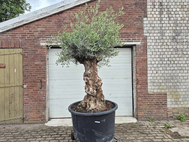 Olijfboom - olea europaea - 100 jaar oud - hoogte ca. 250 cm - afbeelding 1 van  7