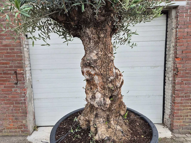 Olijfboom - olea europaea - 100 jaar oud - hoogte ca. 250 cm - afbeelding 2 van  7