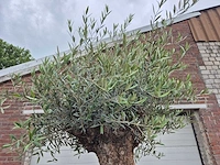 Olijfboom - olea europaea - 100 jaar oud - hoogte ca. 250 cm - afbeelding 3 van  7