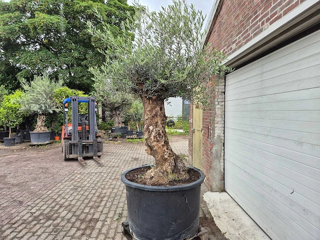 Olijfboom - olea europaea - 100 jaar oud - hoogte ca. 250 cm - afbeelding 4 van  7