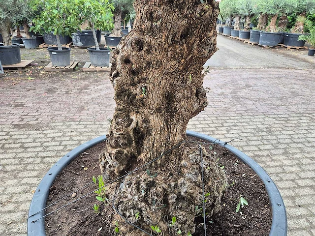Olijfboom - olea europaea - 100 jaar oud - hoogte ca. 250 cm - afbeelding 5 van  7