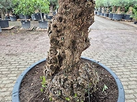 Olijfboom - olea europaea - 100 jaar oud - hoogte ca. 250 cm - afbeelding 5 van  7