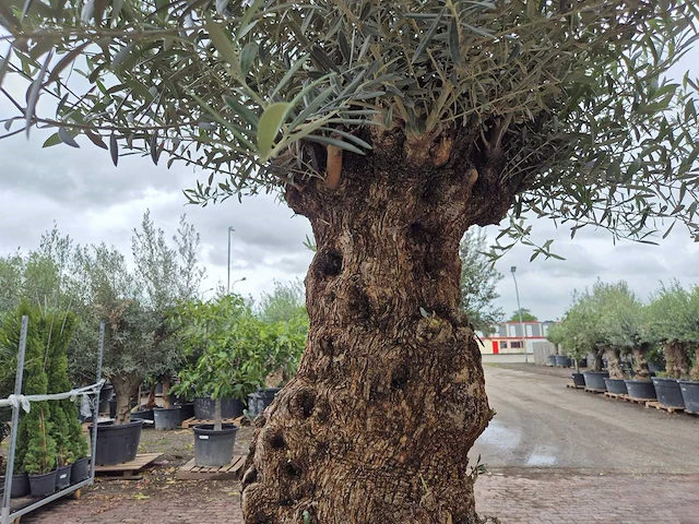 Olijfboom - olea europaea - 100 jaar oud - hoogte ca. 250 cm - afbeelding 6 van  7