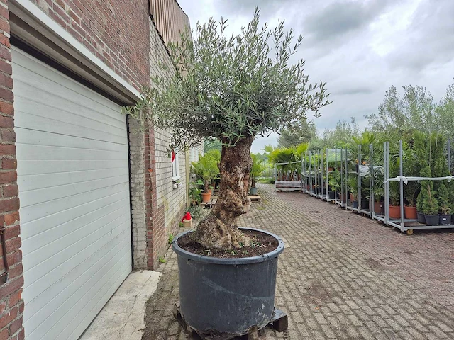 Olijfboom - olea europaea - 100 jaar oud - hoogte ca. 250 cm - afbeelding 7 van  7