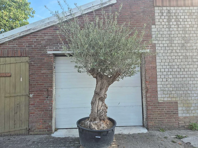 Olijfboom - olea europaea - 100 jaar oud - hoogte ca. 250 cm - afbeelding 1 van  7