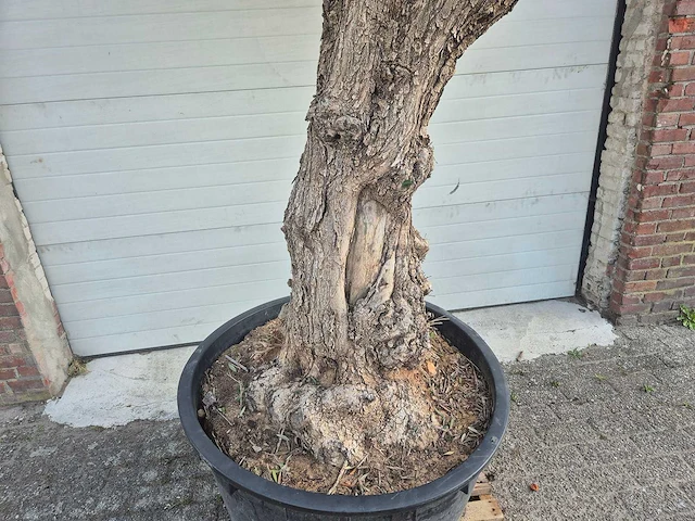 Olijfboom - olea europaea - 100 jaar oud - hoogte ca. 250 cm - afbeelding 2 van  7