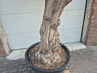 Olijfboom - olea europaea - 100 jaar oud - hoogte ca. 250 cm - afbeelding 2 van  7