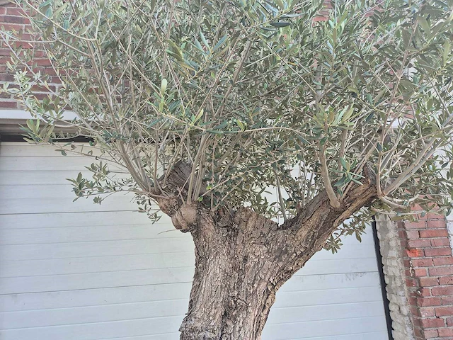 Olijfboom - olea europaea - 100 jaar oud - hoogte ca. 250 cm - afbeelding 3 van  7