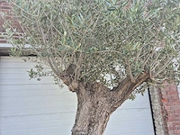 Olijfboom - olea europaea - 100 jaar oud - hoogte ca. 250 cm - afbeelding 3 van  7