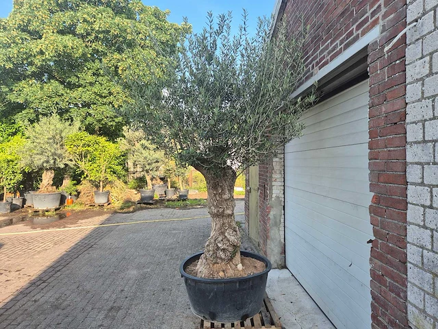 Olijfboom - olea europaea - 100 jaar oud - hoogte ca. 250 cm - afbeelding 4 van  7